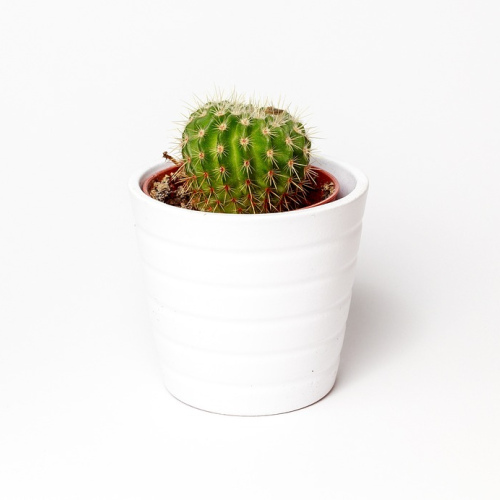 ZZ Plant