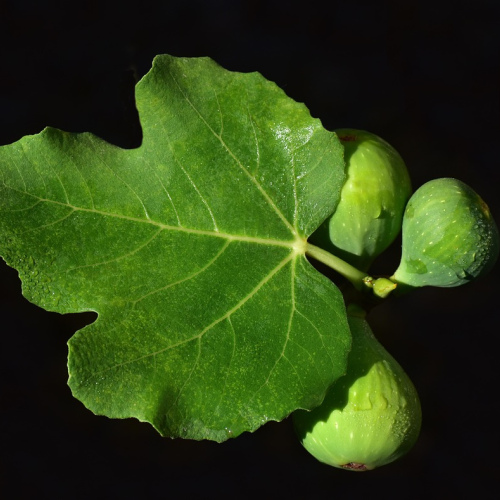 Fiddle Leaf Fig