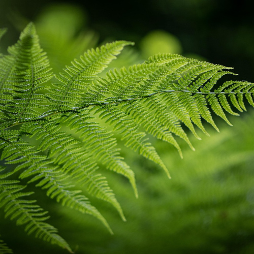 Boston Fern